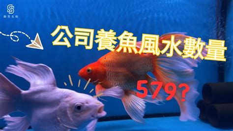 魚缸魚隻數量|養對魚數：財運滾滾來